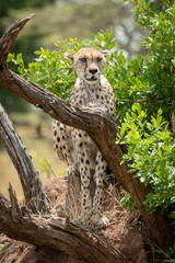 Cheetah sits behind branches on termite mound