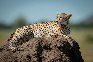 Cheetah rests on termite mound turning head