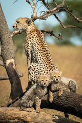 Cheetah sits by two cubs on fallen branches © Nick Dale