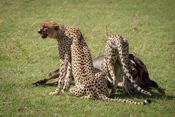 Cheetah sits guarding carcase as another feeds