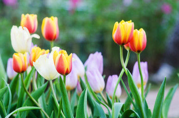 Yellow Tulip flowers