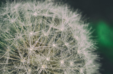 Closeup of a dandelion in drops of morning dew