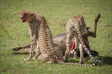 Cheetah sits guarding kill as another eats
