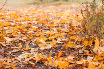walk in the autumn park with yellow leaves on the trees