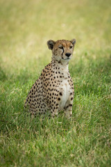 Cheetah sits in tall grass in shade
