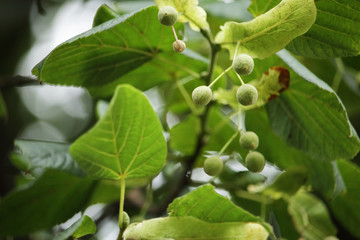 Fototapeta premium Branch and fruits of linden fruits with leaves