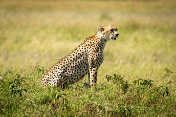 Cheetah sits in tall grass facing right