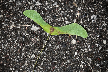 Green maple seeds wings lying on gray concrete pavement