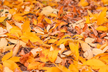 walk in the autumn park with yellow leaves on the trees