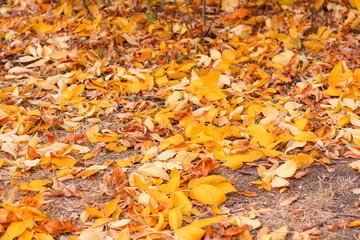 walk in the autumn park with yellow leaves on the trees