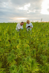 Fototapeta na wymiar Two people observing CBD hemp plants on marijuana field and writing results in tablet