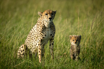 Cheetah sits in tall grass with cub