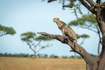 Fototapeta na wymiar Cheetah sits on bare branch in profile