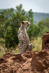 Cheetah sits near trees on termite mound
