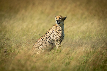 Cheetah sits looking round in tall grass