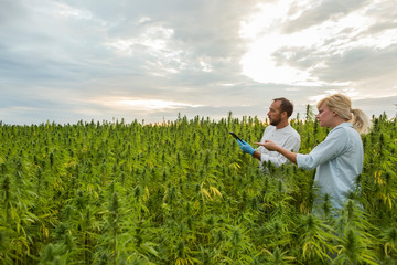 Two people on CBD hemp plants field showing growth.