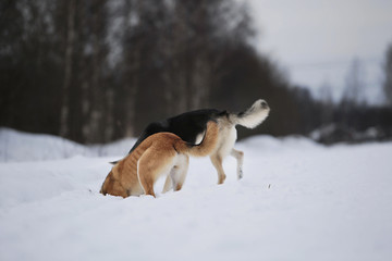 Two dogs tracking in snow in winter field