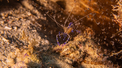 Close up of Spotted Cleaner Shrimp in coral reef of the Caribbean Sea around Curacao