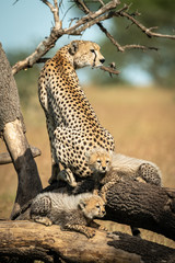 Cheetah sits on dead branches by two cubs