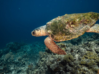Obraz na płótnie Canvas Loggerhead Sea Turtle in coral reef of the Caribbean Sea around Curacao