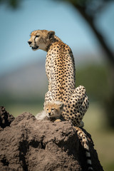 Cheetah sits on termite mound by cub