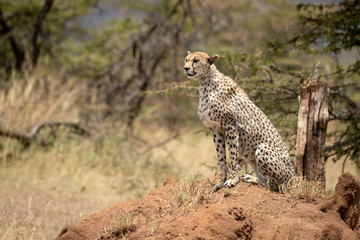Cheetah sits on termite mound by acacias
