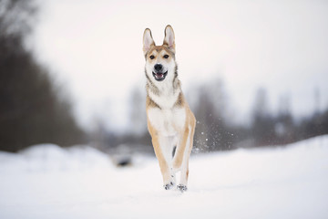 Cute mixed breed dog in snowy winter. Dog running and having fun in the snow