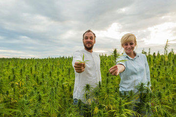 Man and woman standing in marijuana CBD hemp plants field and holding leaf and bud.