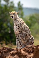 Cheetah sits on termite mound looking ahead