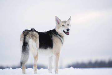 Beautiful mixed breed dog standing on field winter season