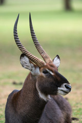 Waterbuck Male Head Portrait near Lake Naivasha,Kenya,Africa