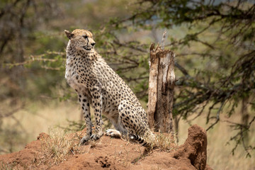 Cheetah sits on termite mound looking back
