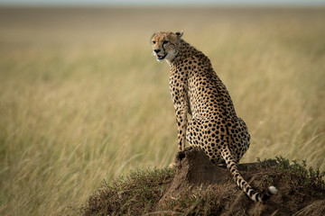 Cheetah sits on termite mound looking back