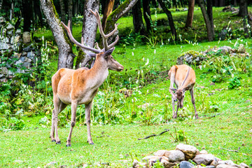 deer and deer grazing on green grass in a forest