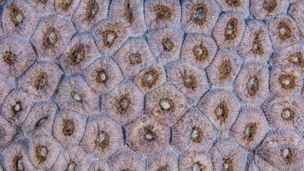 Close up of coral polyp in coral reef of the Caribbean Sea around Curacao