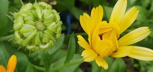 Amazing flowers grow in tne garden.