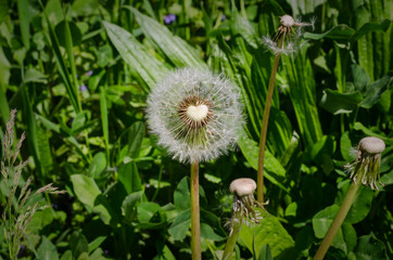 Beautiful dandelion with heart-shaped middle