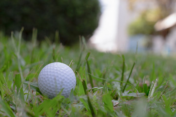 White Golf ball on green grass