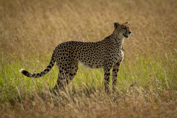 Cheetah stands in long grass in profile