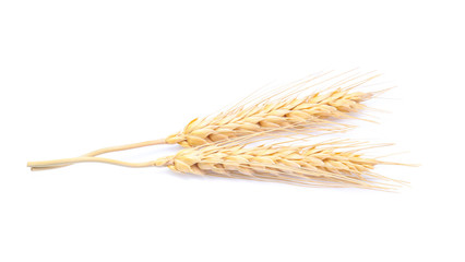 Ear of barley rice on white background