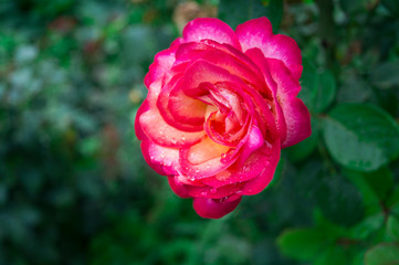 Beautiful rose with morning dew drops