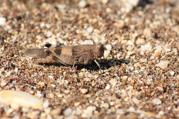 Female grasshopper close up in the beginning of the autumn. In Talavera de la Reina, Spain.