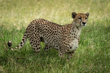 Cheetah stands in tall grass facing right
