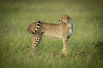 Cheetah stands looking back in long grass