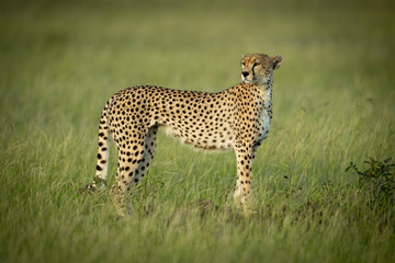 Cheetah stands looking round in long grass