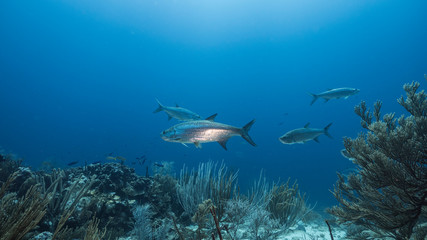 Fototapeta na wymiar Tarpon fish in coral reef of the Caribbean Sea around Curacao