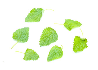 Fresh lemon balm bunch isolated on white background