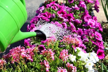 Watering flowers