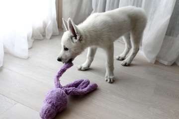 White Swiss Shepherd / Cute puppy with toy