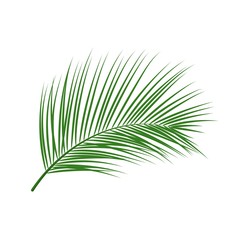 Vector tropical palm leaf isolated on white background. Green jungle exotic leaves for summer design, print, beach party poster. Natural floral background. Tropical plant icon.